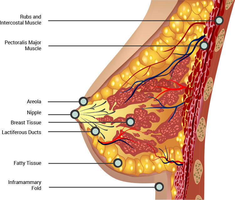 Breast Anatomy - Tomball, TX: General & Minimally Invasive Surgery